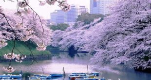 Весна – это замечательное время года в Японии, когда цветёт сакура