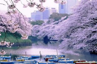 Весна – это замечательное время года в Японии, когда цветёт сакура